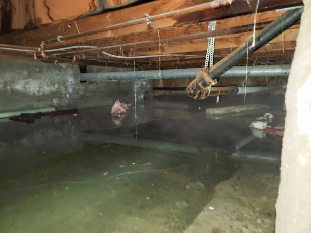 Best Water damage repair service  in Nixa, MO