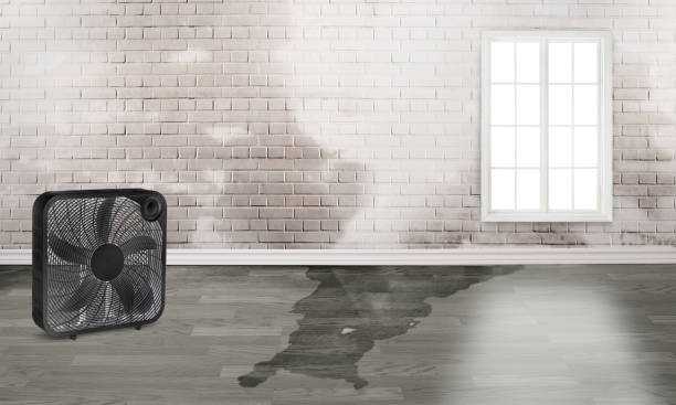 Best Water damage restoration mold remediation  in Nixa, MO